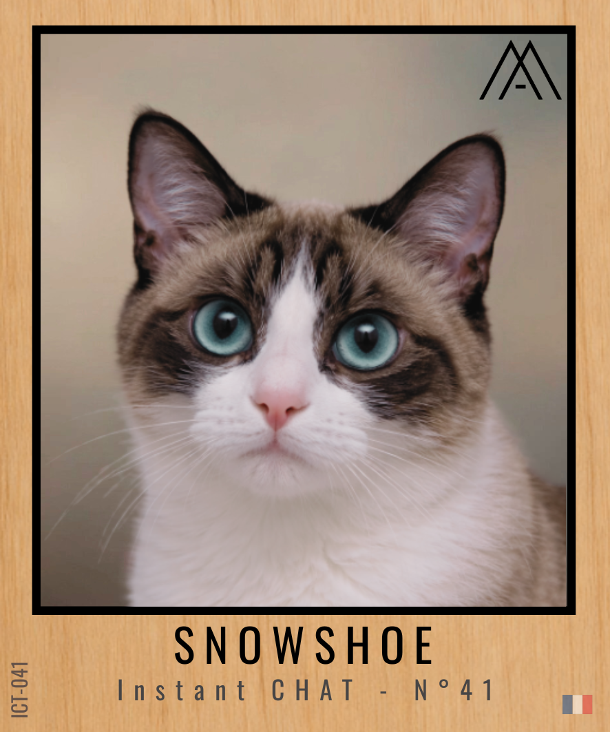 Magnet Instant Chat - Snowshoe - N° 41