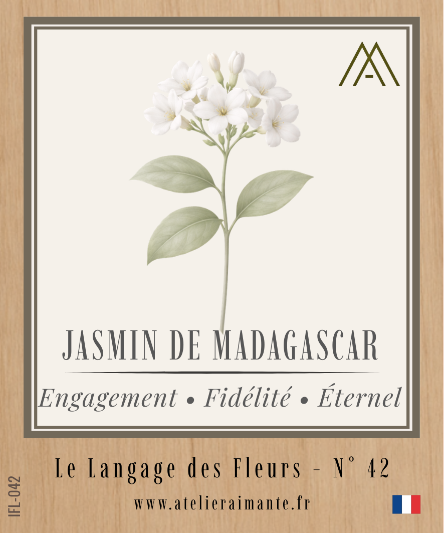 Magnet Instant FLEUR - Jasmin de Madagascar - N°42