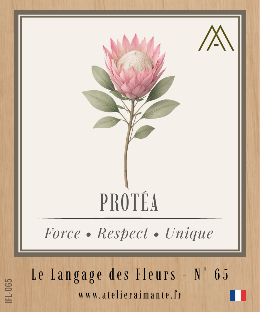Magnet Instant FLEUR - Protéa - N°65
