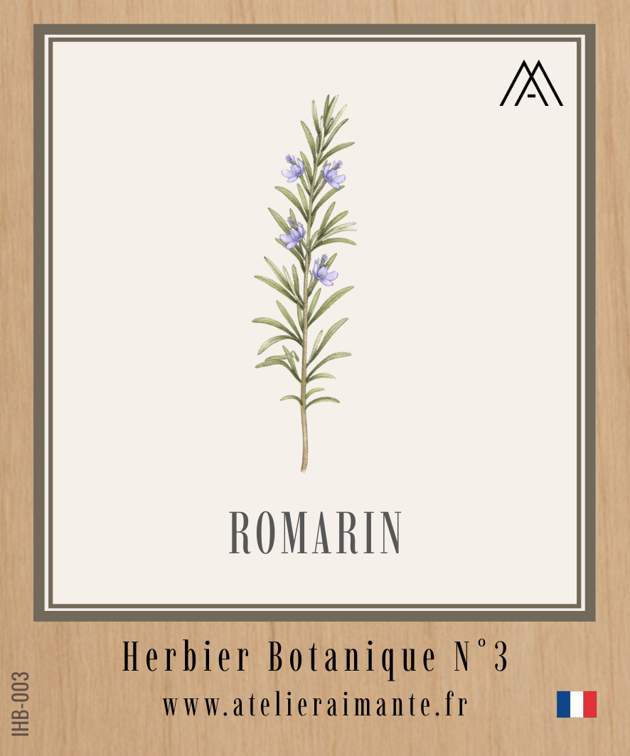 Romarin - Herbier - N°3