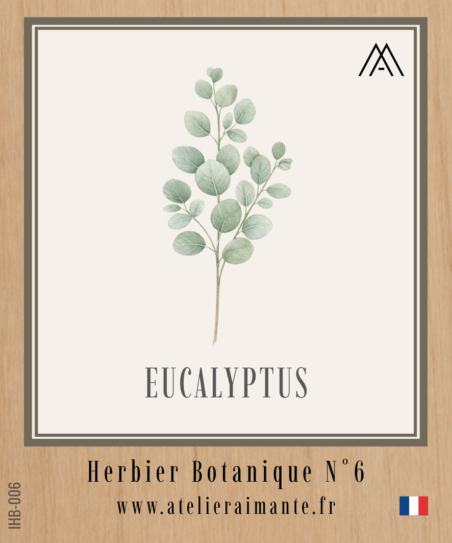 Eucalyptus - Herbier - N°6