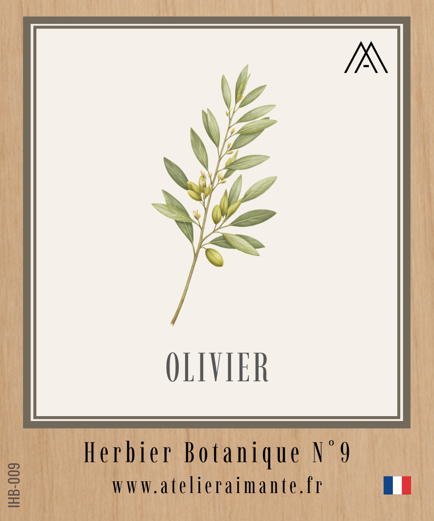 Olivier - Herbier - N°9