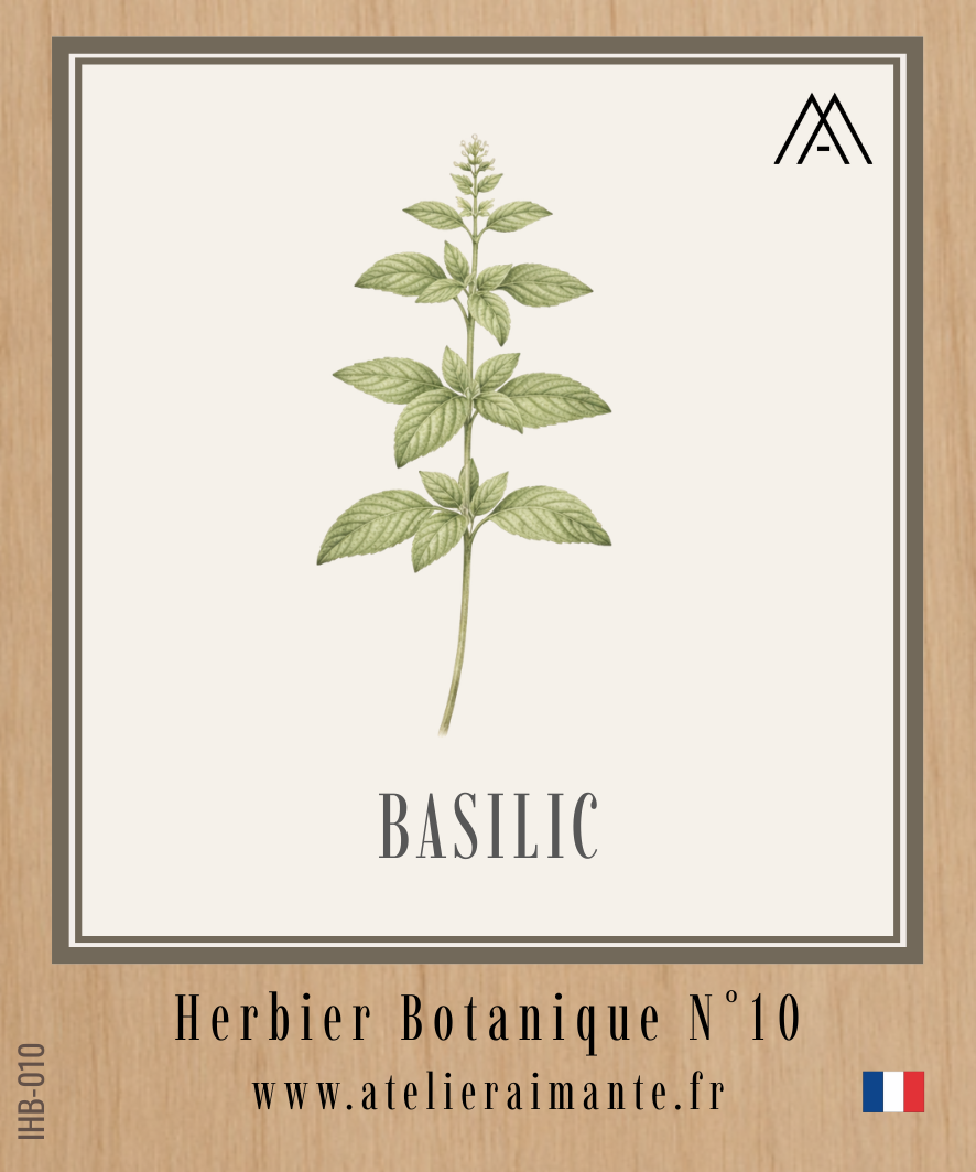Basilic - Herbier - N°10