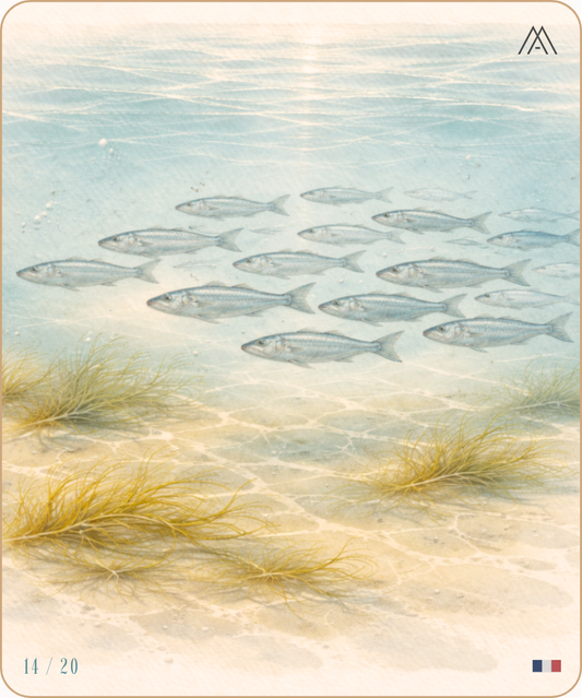 Banc de Poissons - Instant Bord de Mer - N° 14