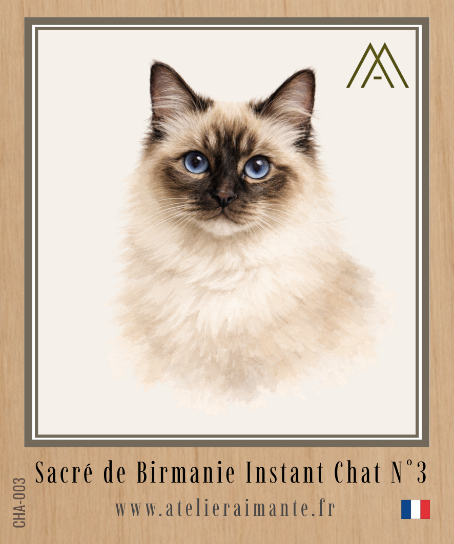 Sacré de Birmanie - Chat - N° 3