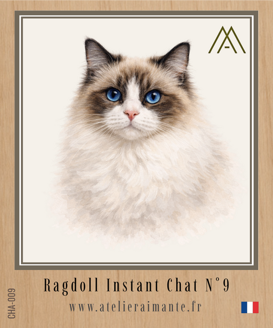 Ragdoll - Chat - N° 9
