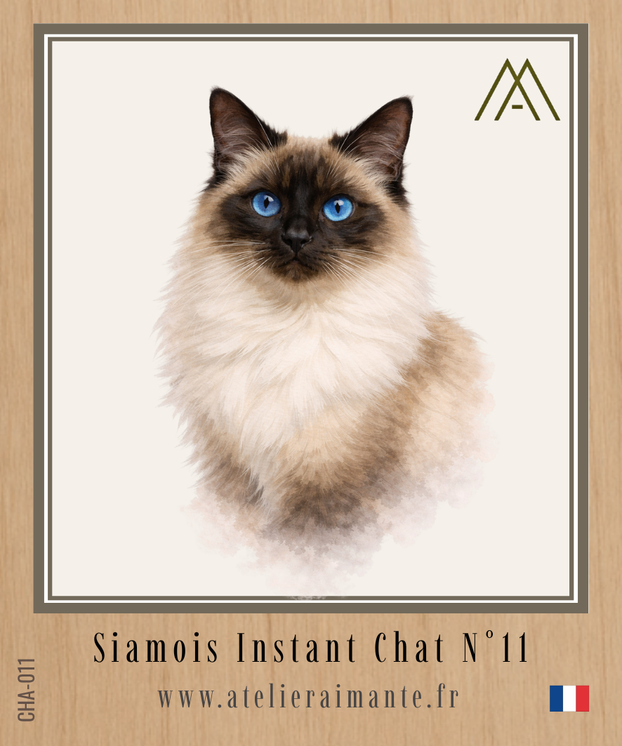 Siamois - Chat - N° 11