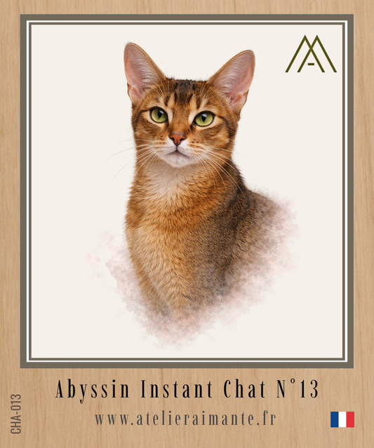 Abyssin - Chat - N° 13
