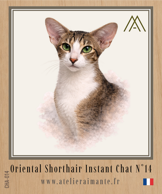 Oriental Shorthair - Chat - N° 14