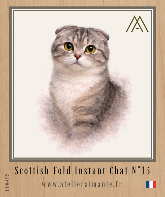 Scottish Fold - Chat - N° 15