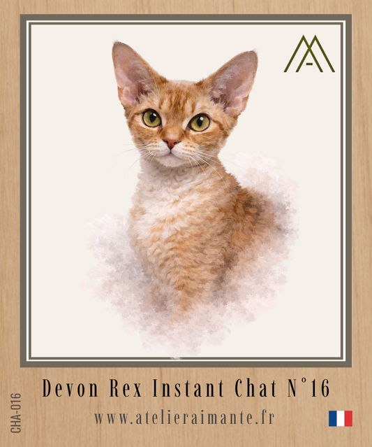 Devon Rex - Chat - N° 16
