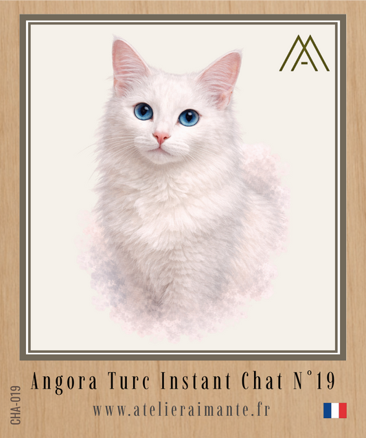 Angora Turc - Chat - N° 19