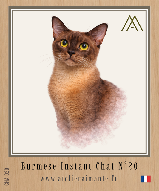Burmese - Chat - N° 20