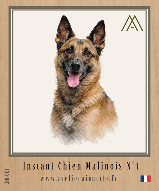 Malinois - Instant Chien - N°1