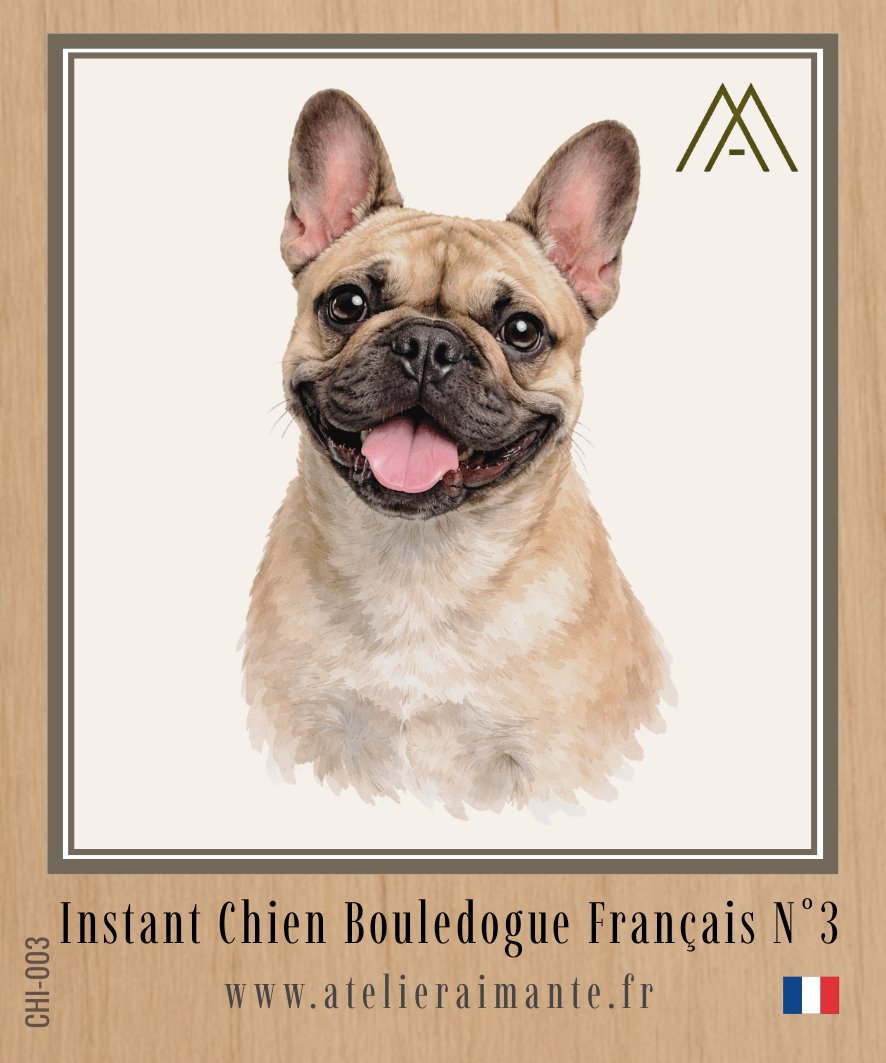 Bouledogue Français - Instant Chien - N°3