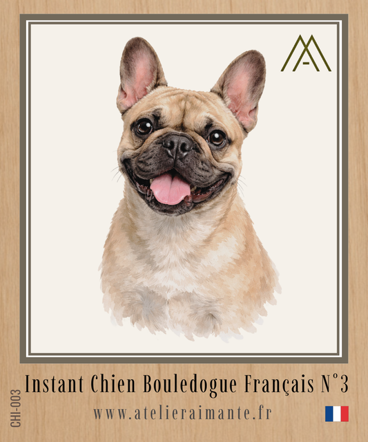 Bouledogue Français - Instant Chien - N°3