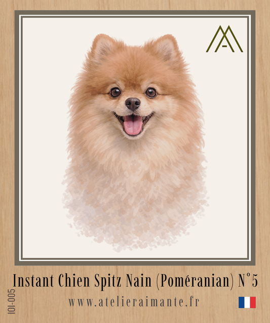 Spitz Nain - Instant Chien - N°5