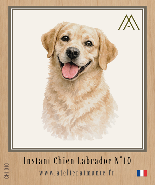Labrador - Instant Chien - N°10