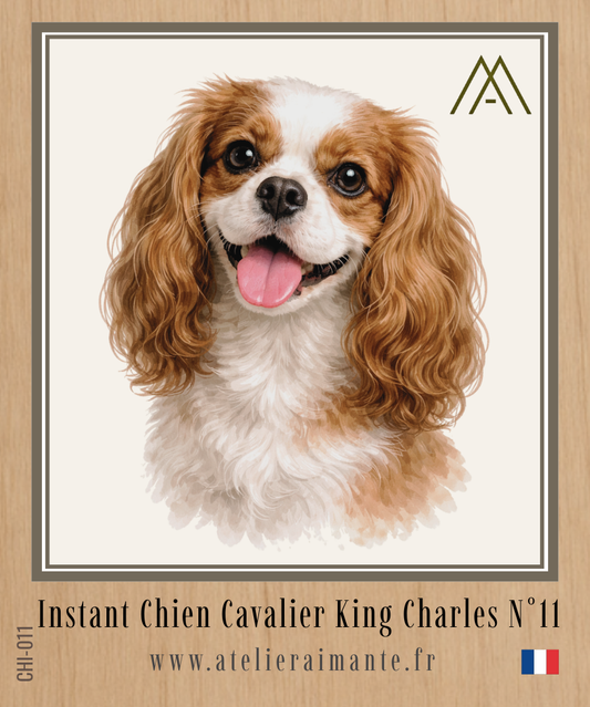 Cavalier King Charles - Instant Chien - N°11