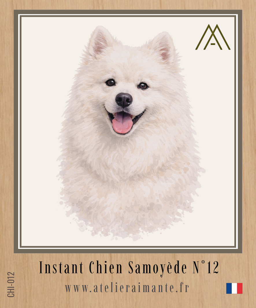 Samoyède - Instant Chien - N°12