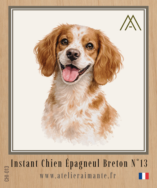 Épagneul Breton - Instant Chien - N°13