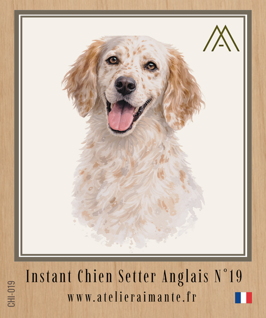 Setter Anglais - Instant Chien - N°19