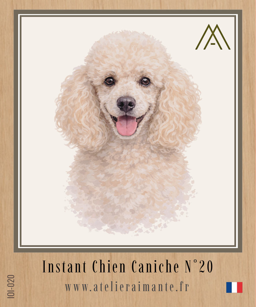 Caniche - Instant Chien - N°20