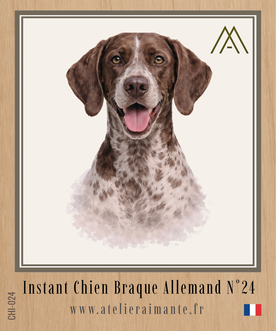 Braque Allemand - Instant Chien - N°24