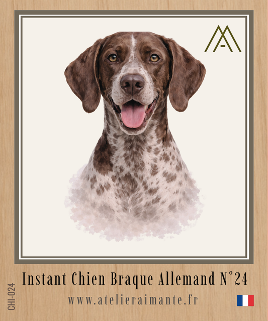 Braque Allemand - Instant Chien - N°24