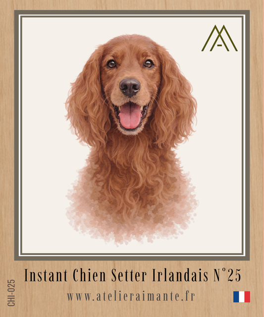 Setter Irlandais - Instant Chien - N°25