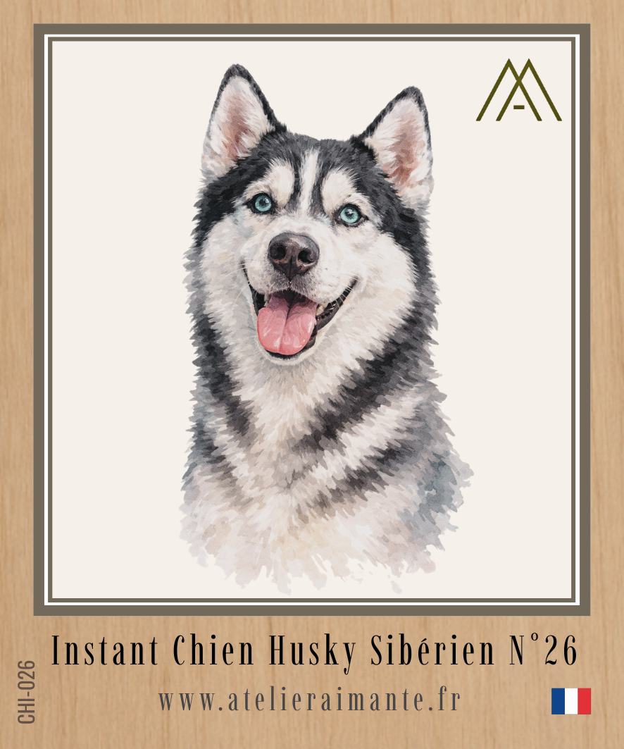 Husky Sibérien - Instant Chien - N°26