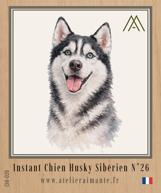 Husky Sibérien - Instant Chien - N°26