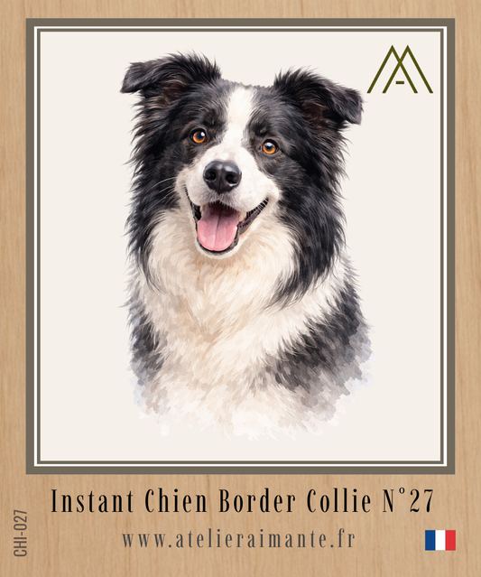 Border Collie - Instant Chien - N°27