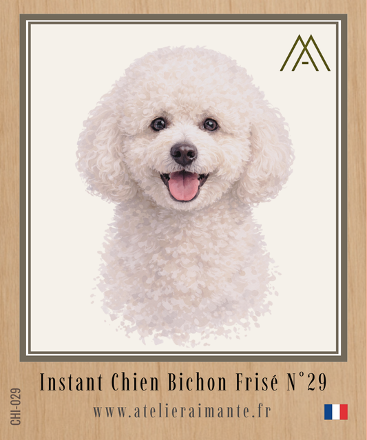 Bichon Frisé - Instant Chien - N°29
