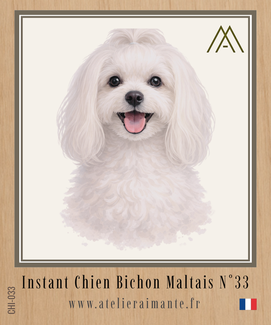 Bichon Maltais - Instant Chien - N°33