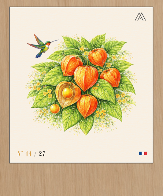 Physalis - Instant Fleurs Tropicales - N°14