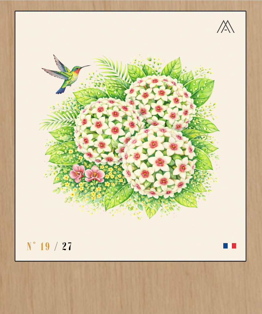 Fleurs de Hoya - Instant Fleurs Tropicales - N°19