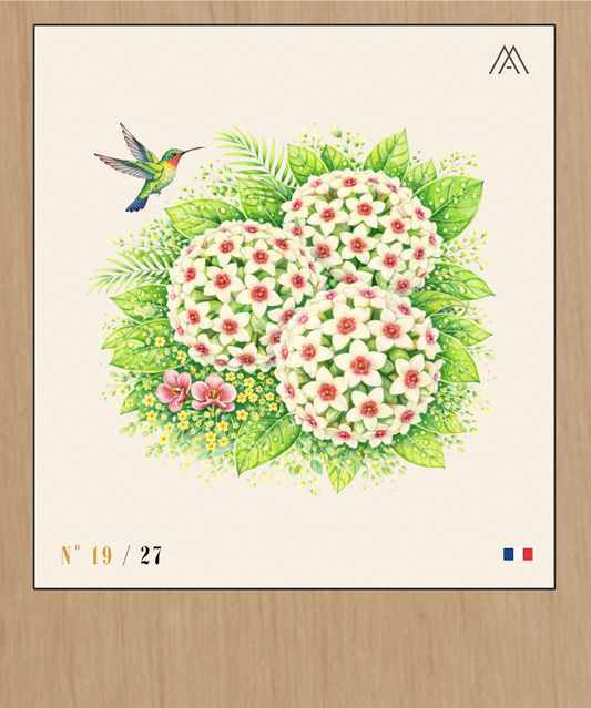 Fleurs de Hoya - Instant Fleurs Tropicales - N°19