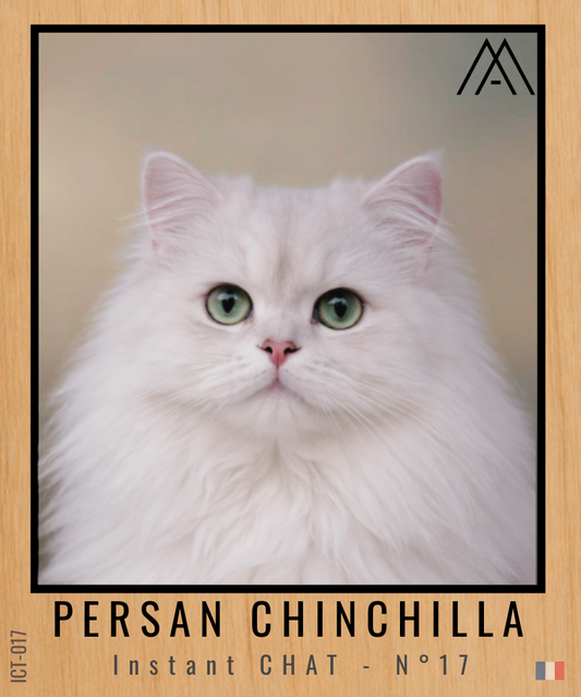 Magnet Instant Chat - Persan Chinchilla - N° 17