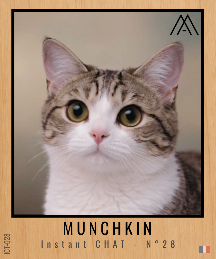 Magnet Instant Chat - Munchkin - N° 28