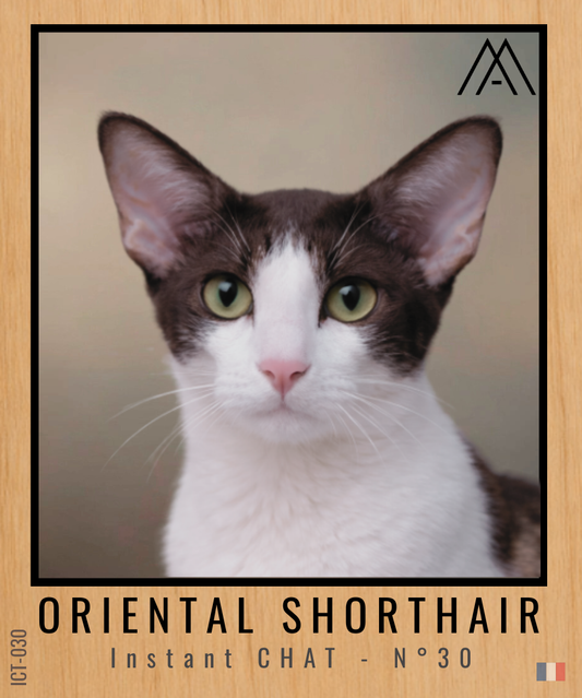 Magnet Instant Chat - Oriental Shorthair - N° 30