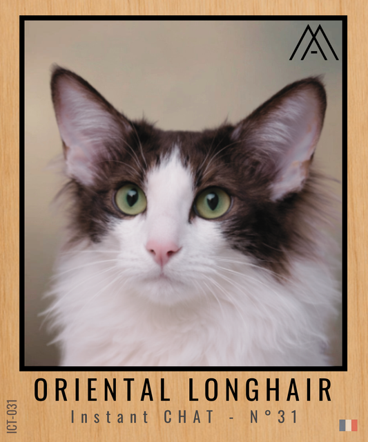 Magnet Instant Chat - Oriental Longhair - N° 31