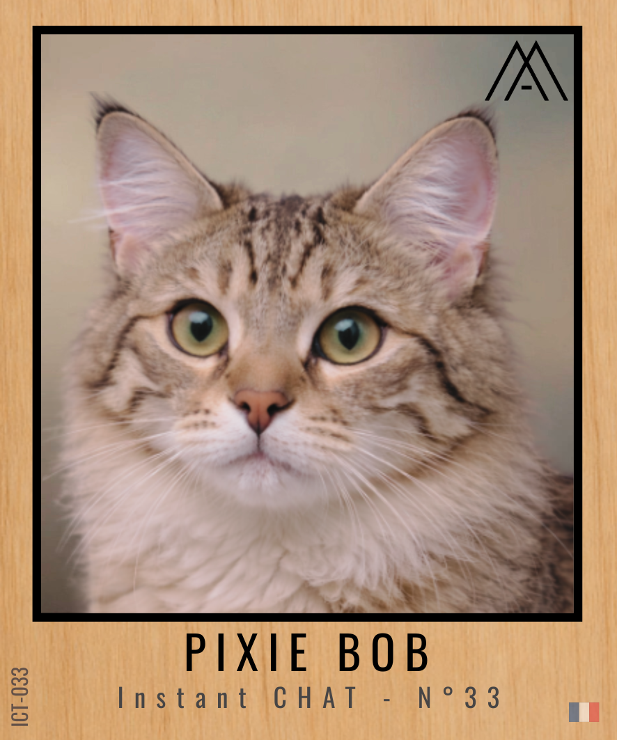 Magnet Instant Chat - Pixie Bob - N° 33