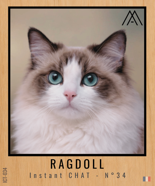 Magnet Instant Chat - Ragdoll - N° 34