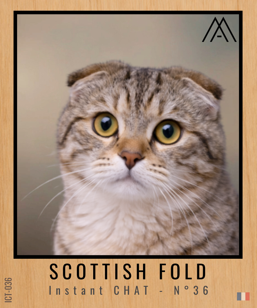 Magnet Instant Chat - Scottish Fold - N° 36