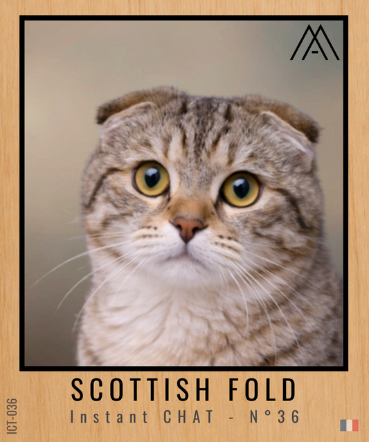 Magnet Instant Chat - Scottish Fold - N° 36