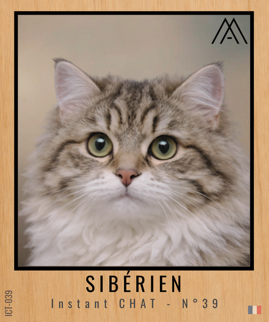 Magnet Instant Chat - Sibérien - N° 39