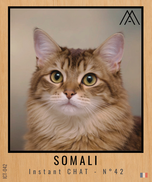 Magnet Instant Chat - Somali - N° 42