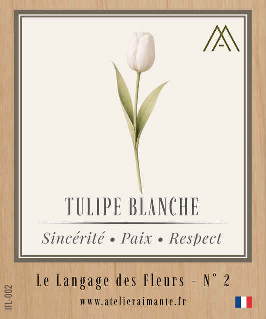 Tulipe Blanche - Fleur - N°2