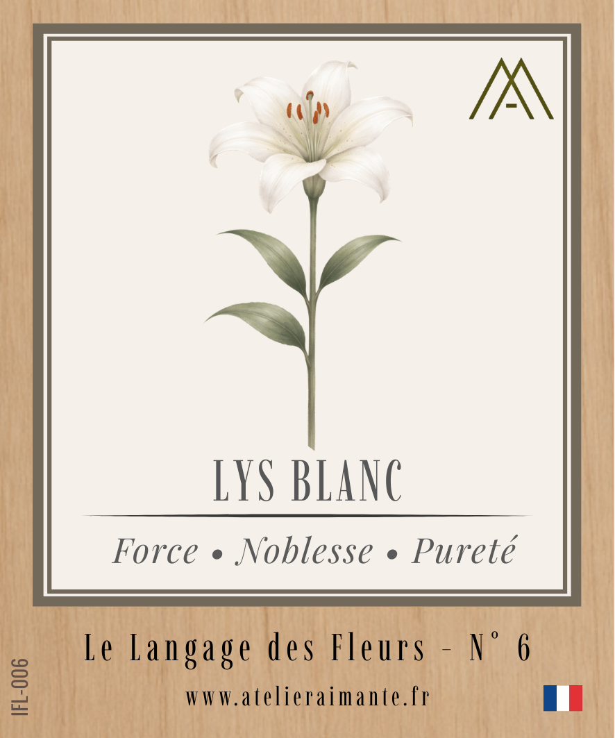 Lys Blanc - Fleur - N°6